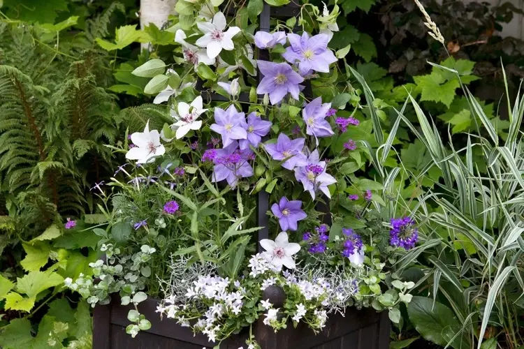 clematis in a pot with underplanting for sunny locations