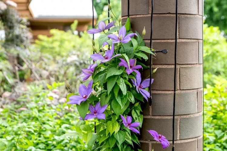 clematis in the garden planting tips