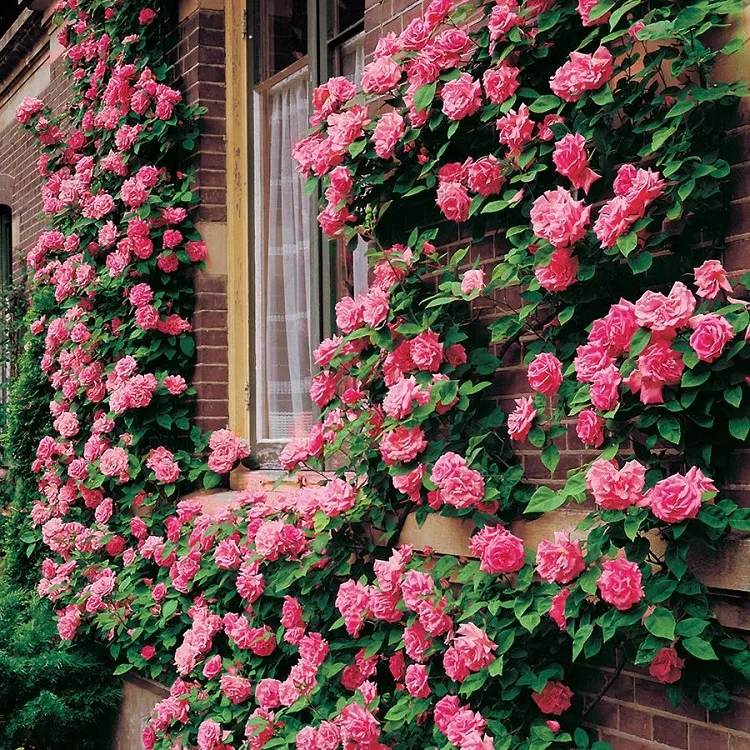climbing roses don't need support low maintenance evergreen climbers