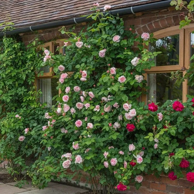climbing roses don't need support best low maintenance evergreen shrubs (1)