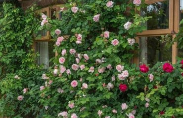 climbing roses don't need support best low maintenance evergreen shrubs