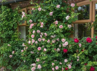 climbing roses don't need support best low maintenance evergreen shrubs