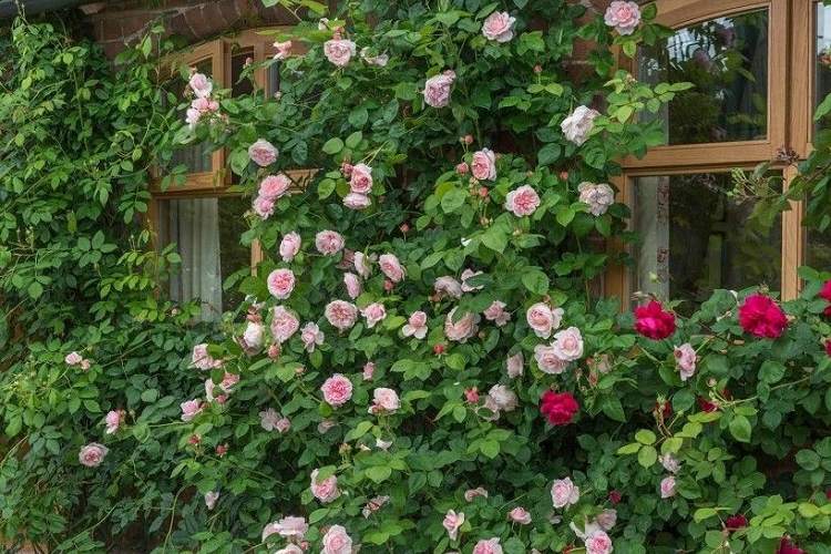 climbing roses don't need support best low maintenance evergreen shrubs