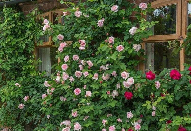 climbing roses don't need support best low maintenance evergreen shrubs
