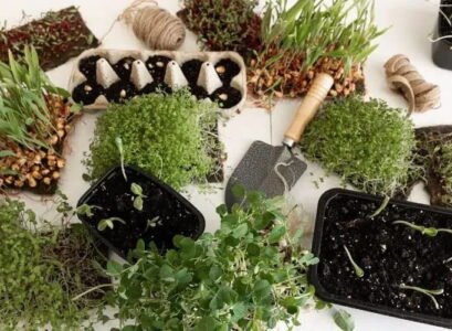 cold hardy fragrant plants herbs to plant in fall