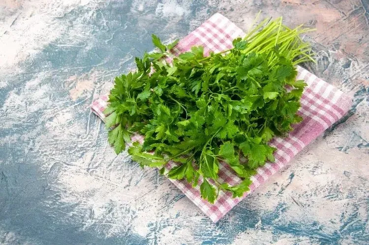 cold hardy fragrant plants parsley herb