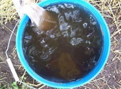 compost tea recipe for flowering pour around plants roots