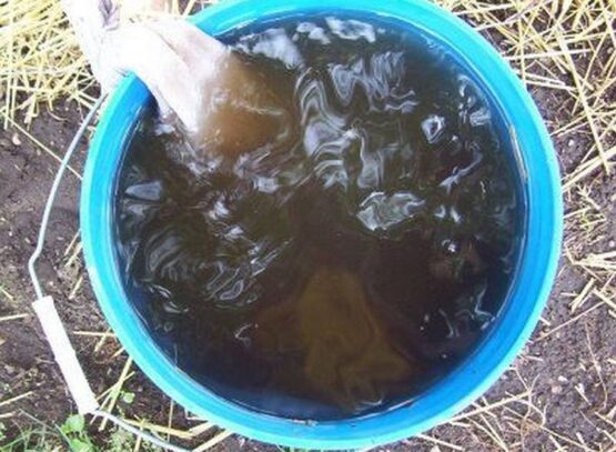 compost tea recipe for flowering pour around plants roots