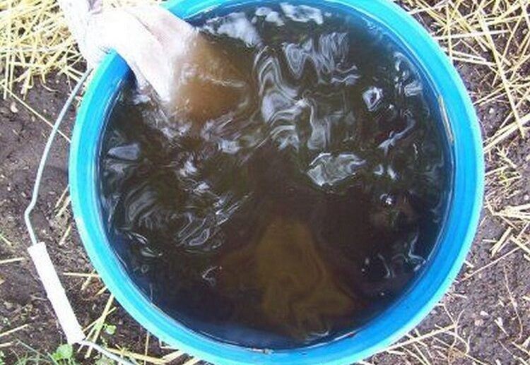 compost tea recipe for flowering pour around plants roots