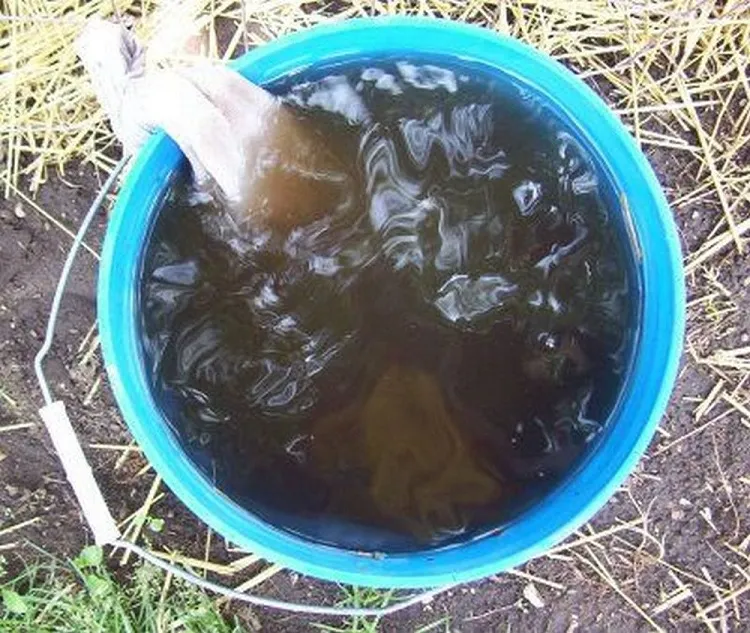 compost tea recipe for flowering pour around plants roots