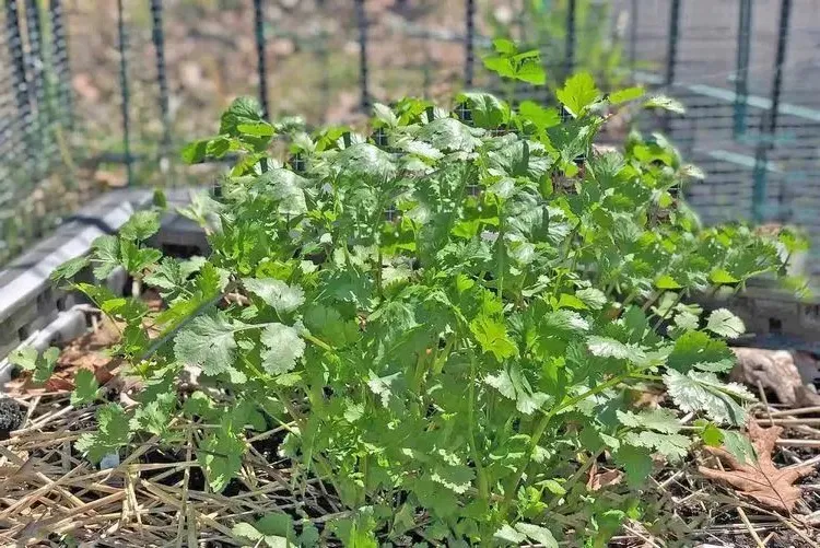 coriander in a raised bed