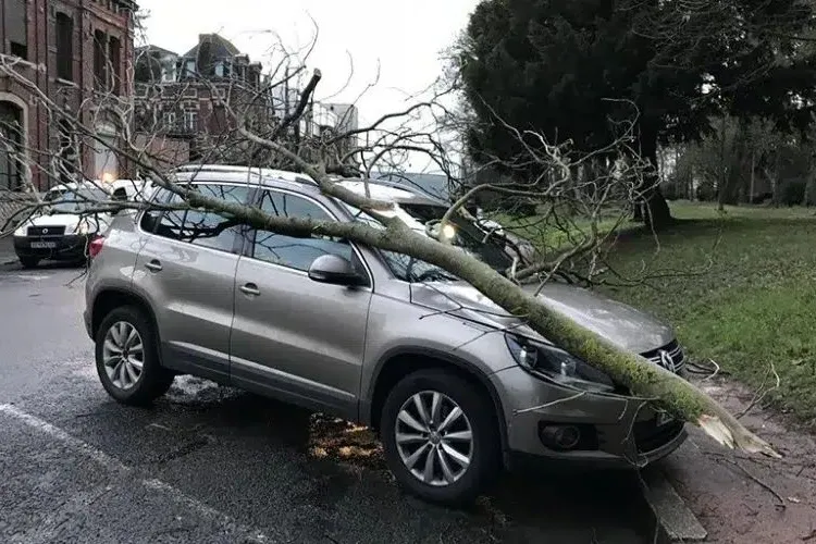 don’t park your car under a tree 2023