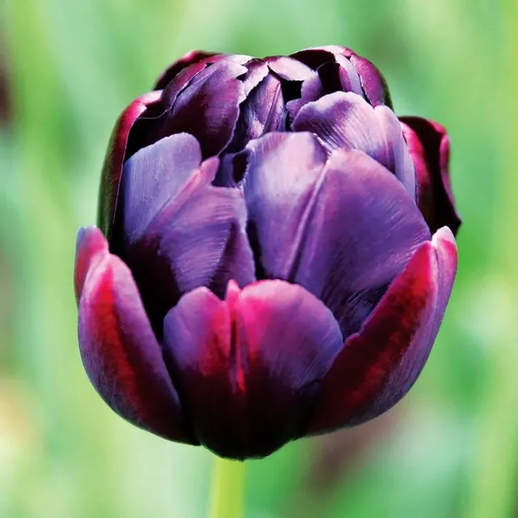 double tulip black hero variety