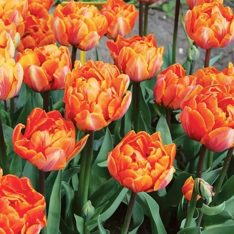 double tulip varieties of bulbs 2023