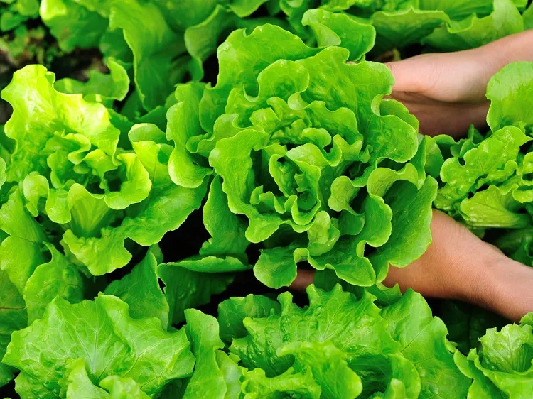 easiest vegetables to grow for a beginner lettuce