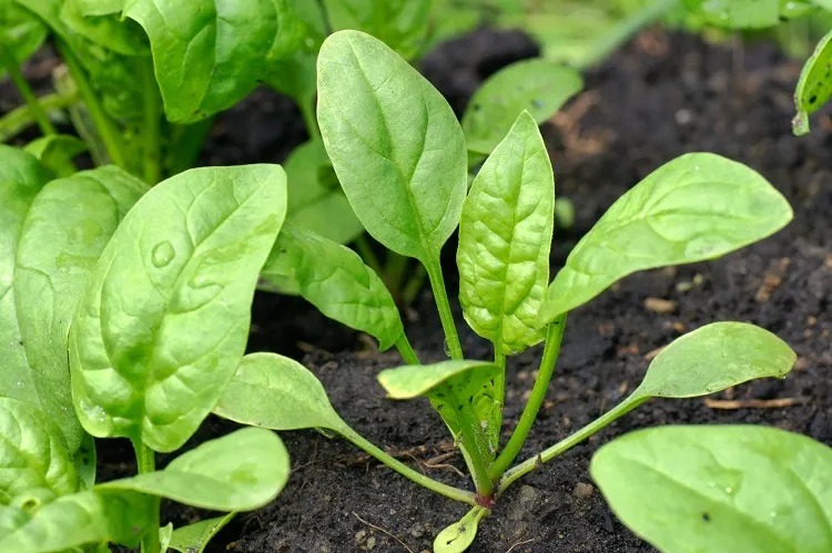 easy vegetables to grow for beginners