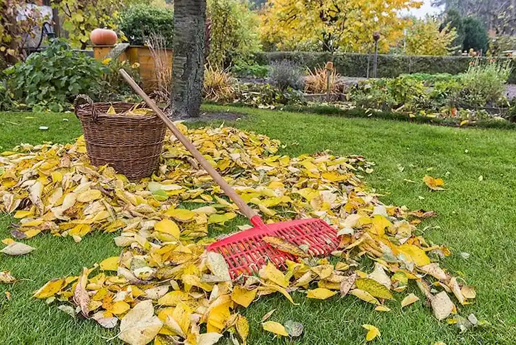 fall gardening tips the most important tasks