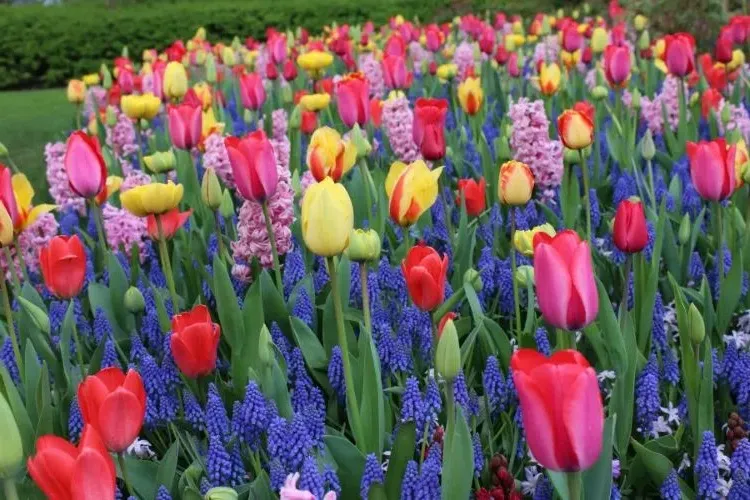 flower combinations with tulips