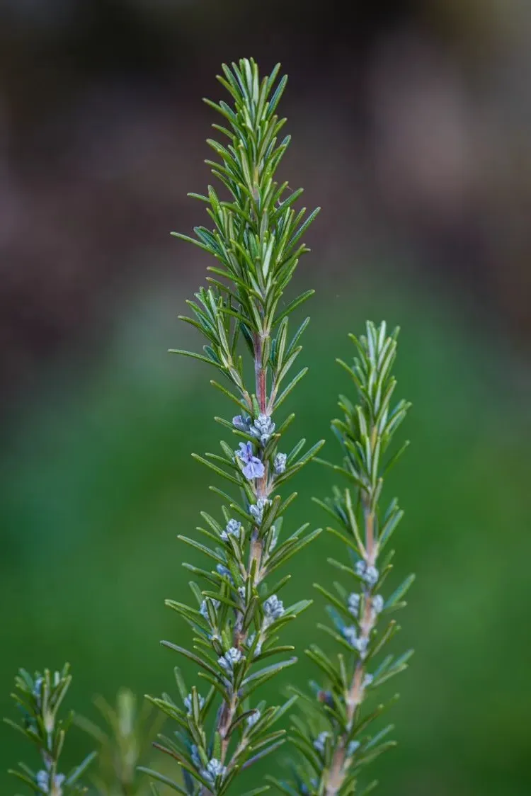 fragrant herbs cold hardy vegetables autumn persil rosemary mint thyme benefits