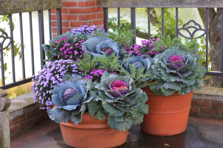 green plants for fall planters balcony porch decorative cabbage