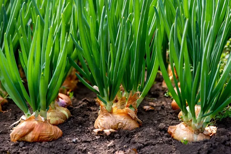 grow great onions easiest vegetables to grow for beginners