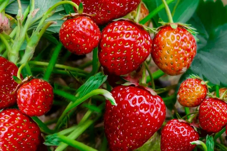 growing strawberries in fall tips