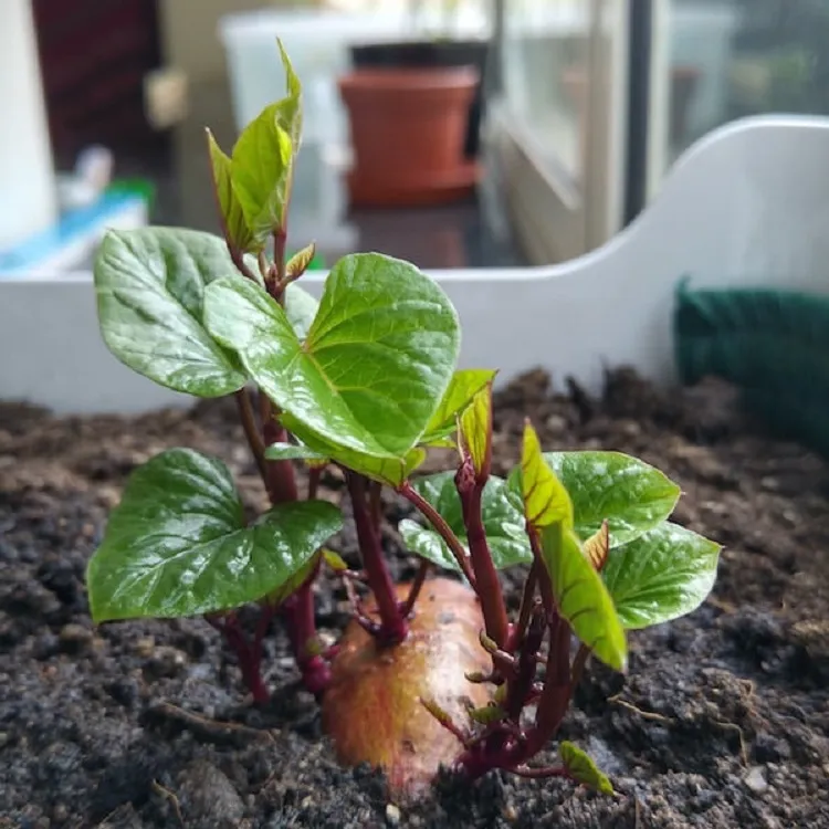 growing sweet potato vine indoors provide less water