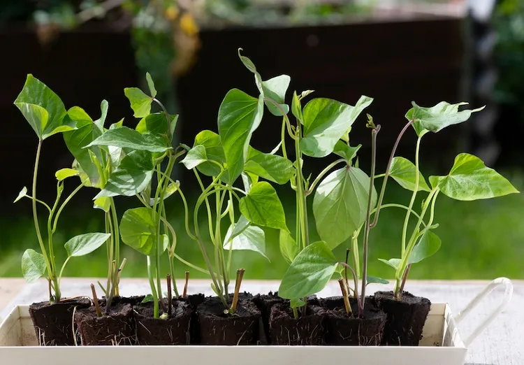 growing sweet potatoes window sweet potato vine indoors care