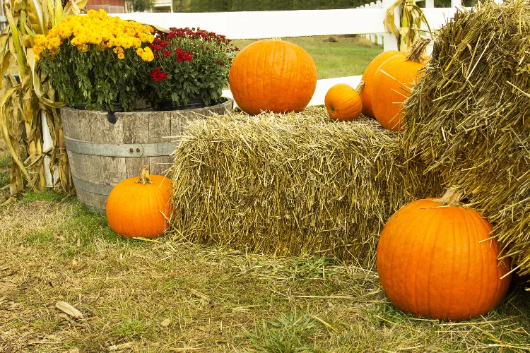 hay bales and pumpkins decor
