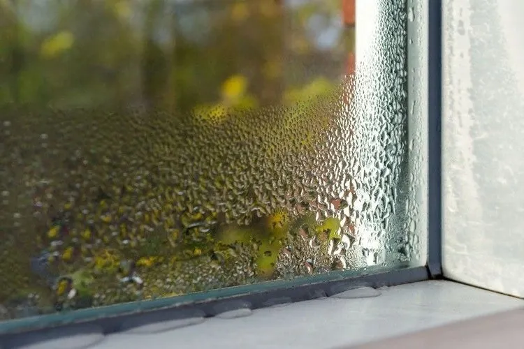 Which species of humidity absorbing plants get rid of mold and fungus in  the house?