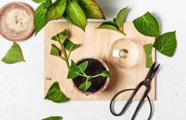 how and when to take hydrangea cuttings