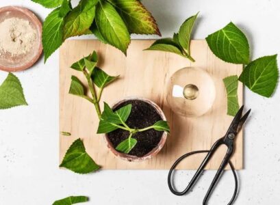 how and when to take hydrangea cuttings