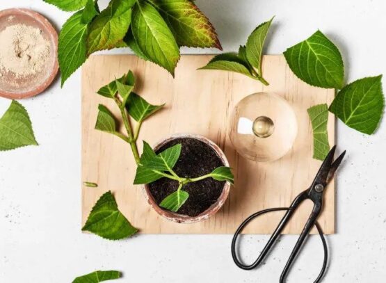 how and when to take hydrangea cuttings