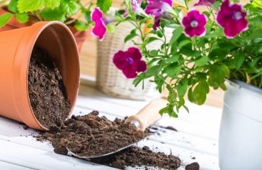 how to sterilize ootting soil what to do with old soil after repotting