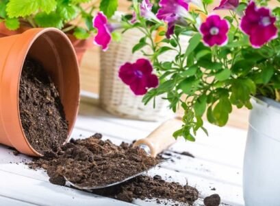 how to sterilize ootting soil what to do with old soil after repotting