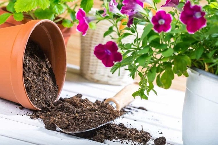 how to sterilize ootting soil what to do with old soil after repotting