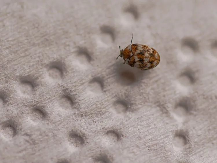 how to get rid of carpet beetles in house how to get rid of carpet beetles in mattress