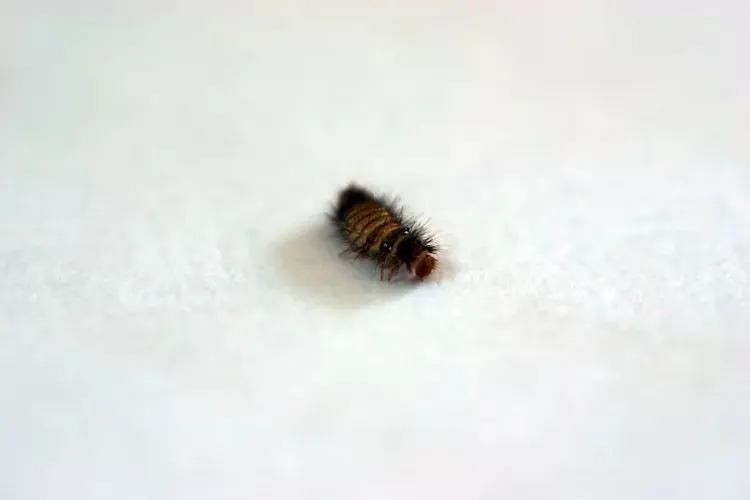 how to get rid of carpet beetles naturally why do i have carpet beetles