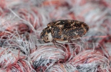 how to get rid of carpet beetles how to get rid of carpet beetles naturally