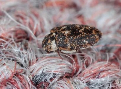 how to get rid of carpet beetles how to get rid of carpet beetles naturally