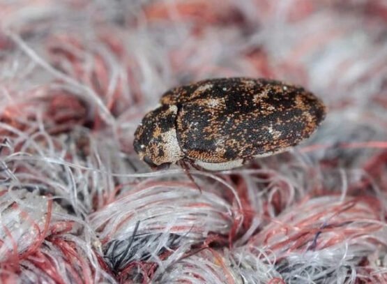 how to get rid of carpet beetles how to get rid of carpet beetles naturally