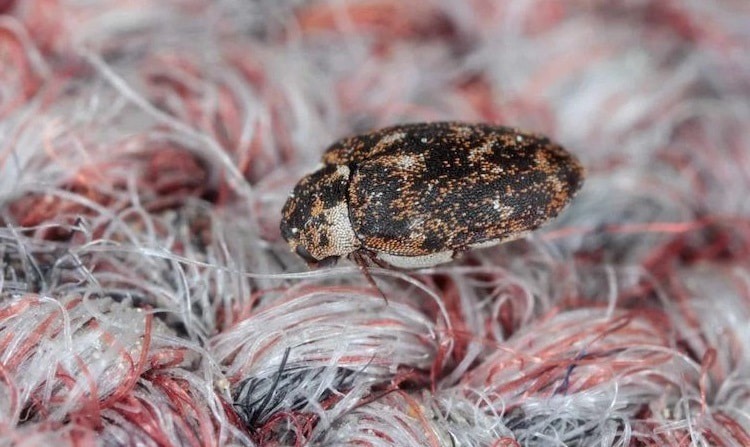How to Get Rid of Carpet Beetles: TOP Best Sprays, Traps & Powders