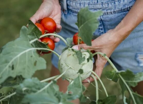 how to grow kohlrabi cultivation nutrition values vegetable
