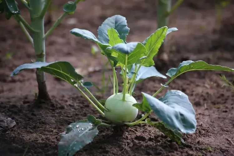 how to grow kohlrabi ripen quickly pest free acidic soil well drained regular watering