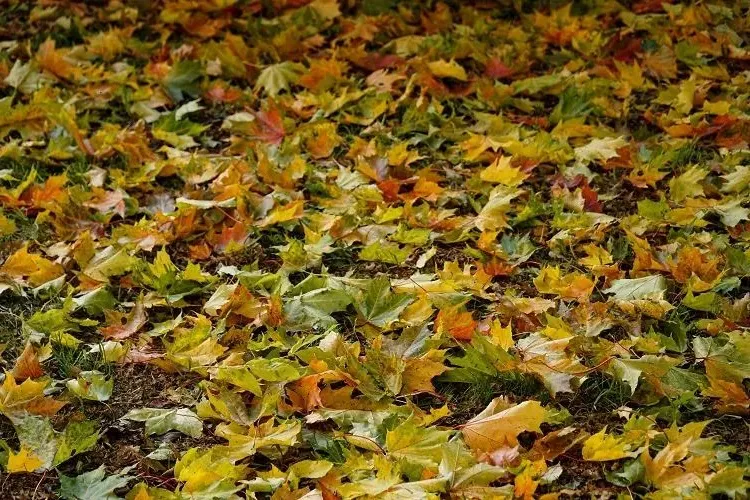 how to maintain the lawn in fall