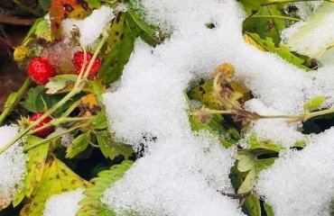 how to overwinter strawberries outdoors and in containers