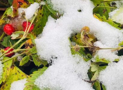 how to overwinter strawberries outdoors and in containers