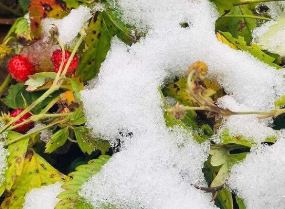 how to overwinter strawberries outdoors and in containers