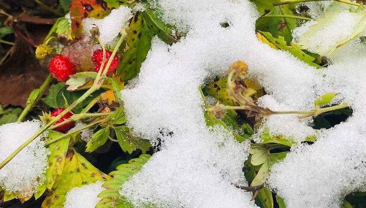 how to overwinter strawberries outdoors and in containers
