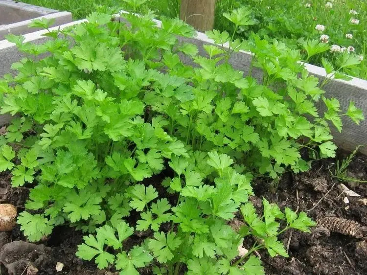 how to plant a raised bed in september parsley planting